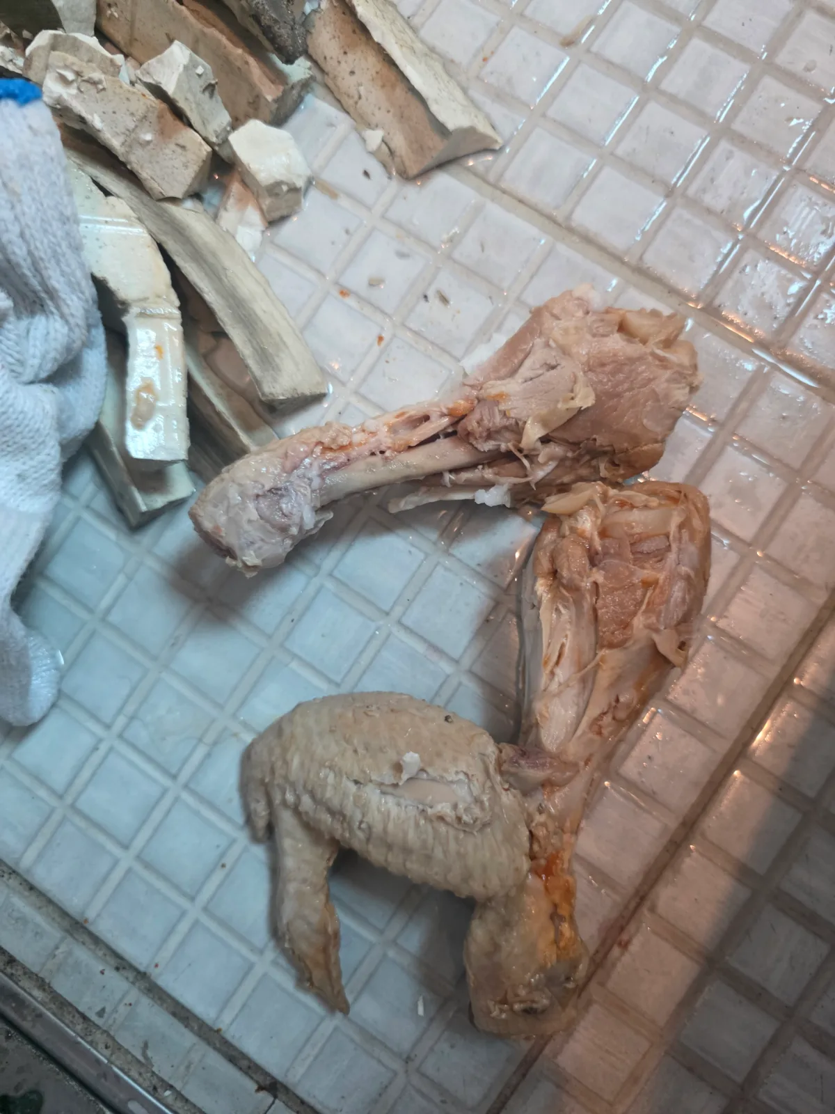 강남구 역삼동 변기막힘 변기 하부에서 직접 회수한 닭다리와 닭날개. 뼈와 살이 붙은 큰 형태로 남아 있던 막힘 원인입니다.